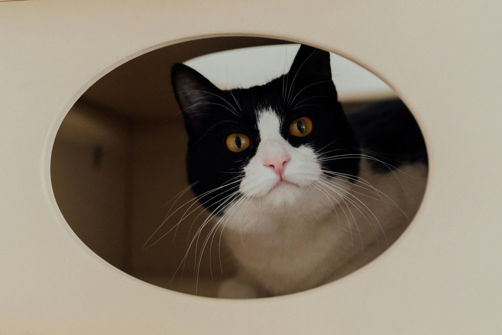 Black and white cat peering out of an oval-shaped opening, golden eyes, pink nose.