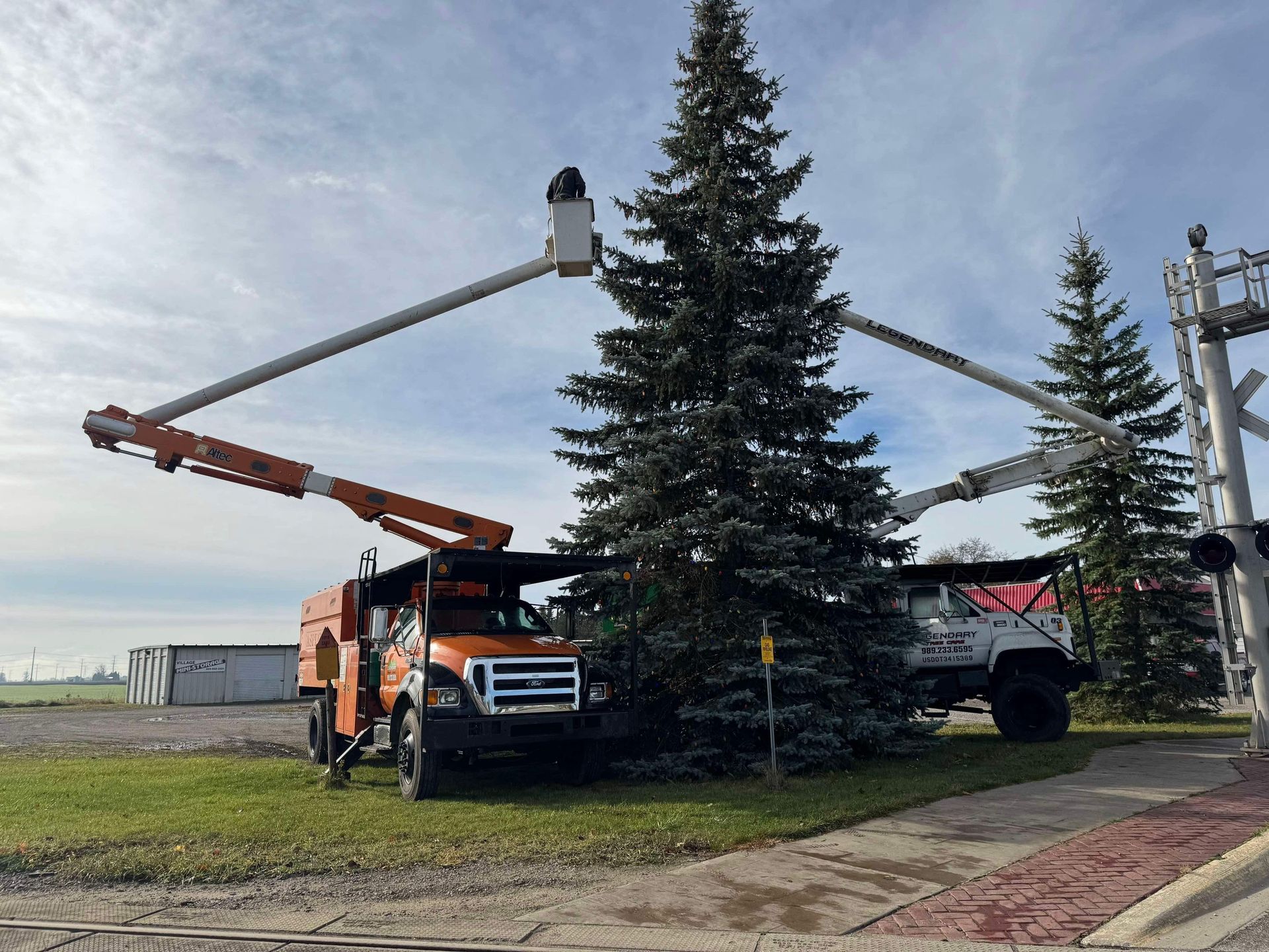 Legendary Tree Care LLC | large Christmas tree is being cut down by a truck.