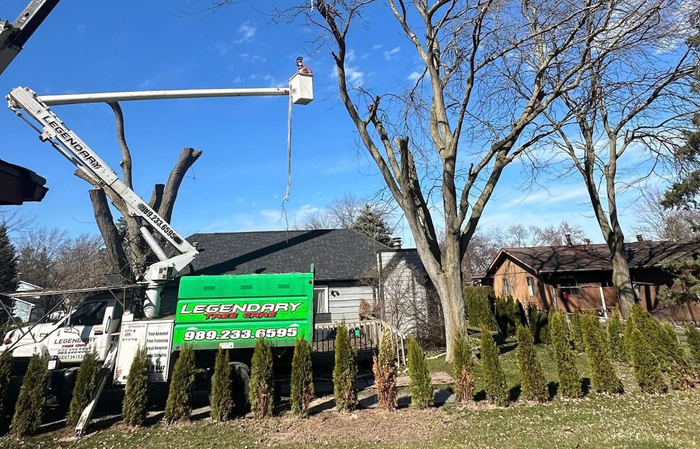 Legendary Tree Care LLC | pile of logs is sitting on the ground in a field.