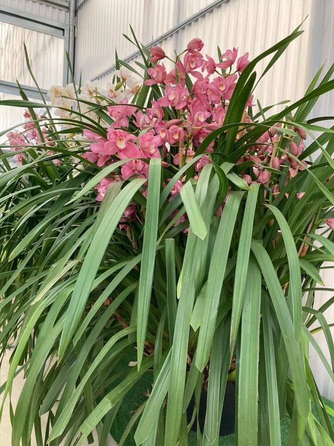 Cymbidium