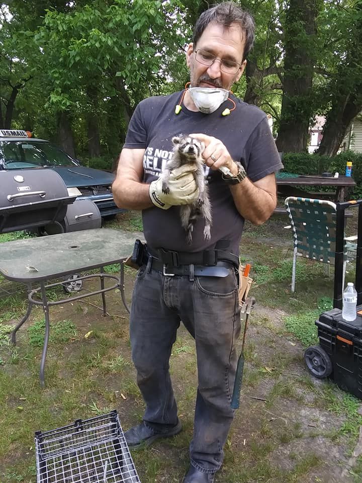 Man Hold A Racoon — Greensboro, NC — The Critter Gitter LLC