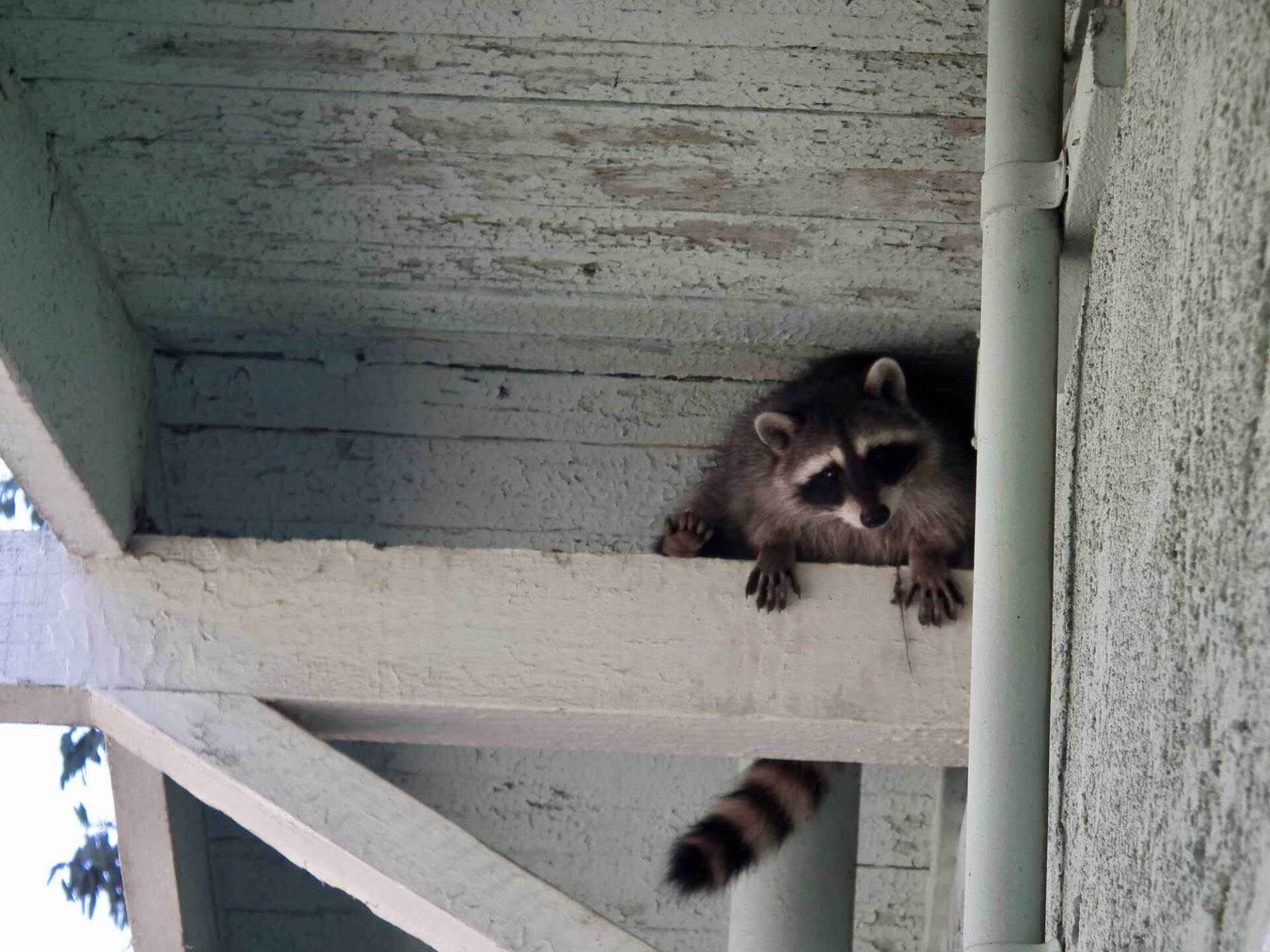 Raccoon — Greensboro, NC — The Critter Gitter LLC