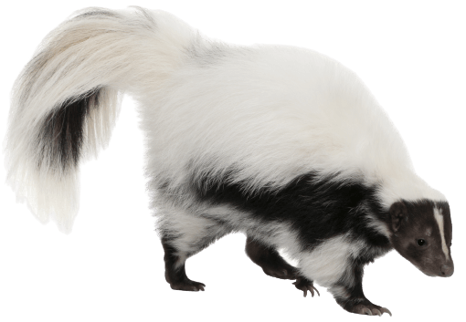 Striped Skunk — Greensboro, NC — The Critter Gitter LLC