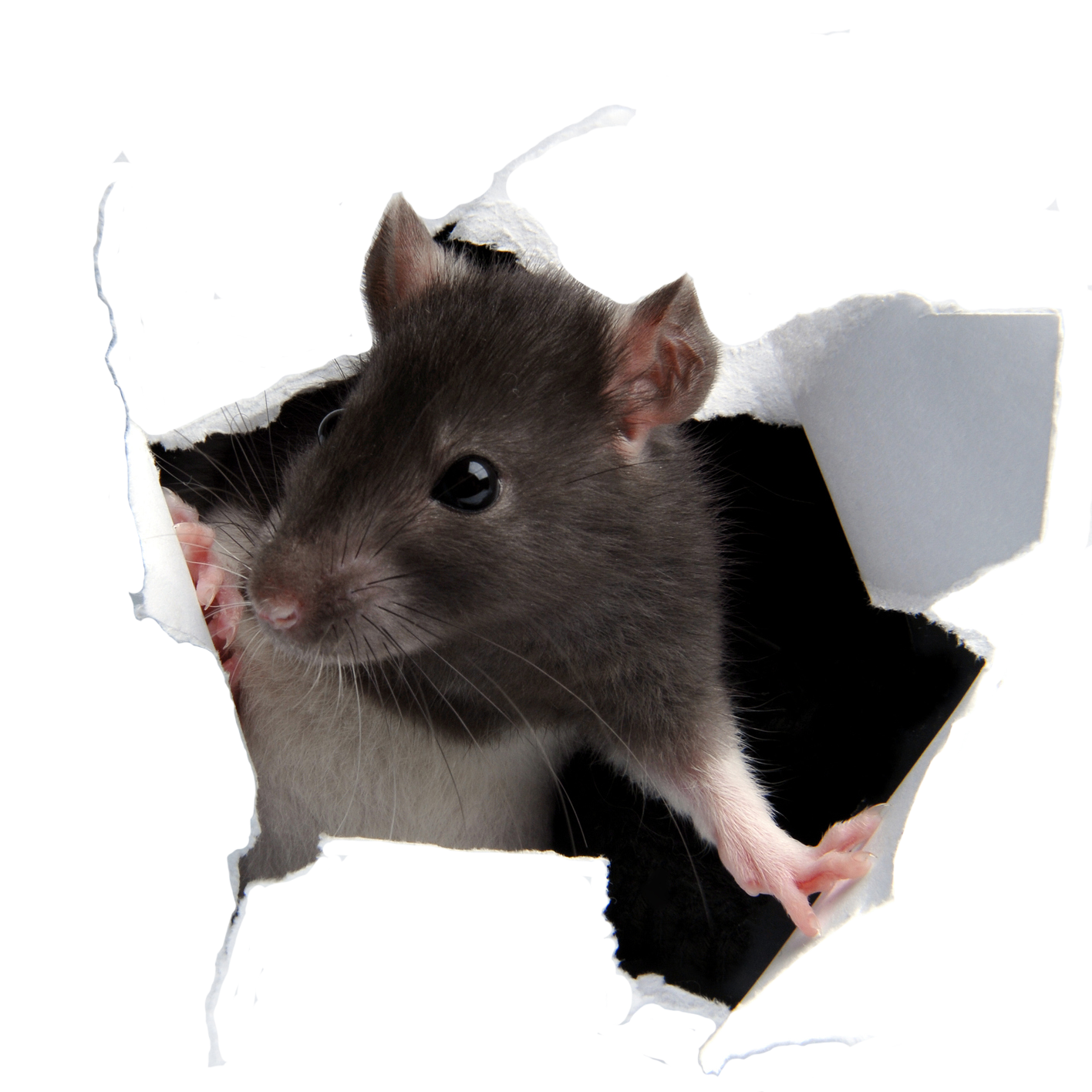 Rat On A Hole — Greensboro, NC — The Critter Gitter LLC