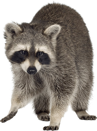 Gray Raccoon — Greensboro, NC — The Critter Gitter LLC