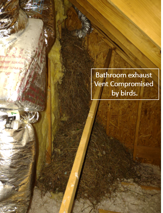 Bathroom Vent With Birds — Greensboro, NC — The Critter Gitter LLC