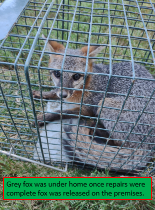 Racoon In A Cage — Greensboro, NC — The Critter Gitter LLC