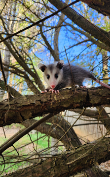 Opossum — Greensboro, NC — The Critter Gitter LLC