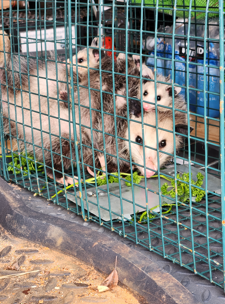 Family Of Opossums — Greensboro, NC — The Critter Gitter LLC
