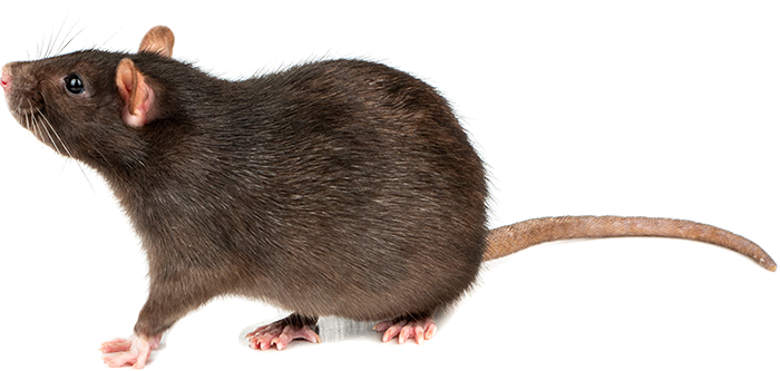 Gray Rat — Greensboro, NC — The Critter Gitter LLC