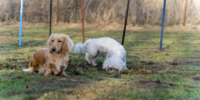 is exercise good for dogs