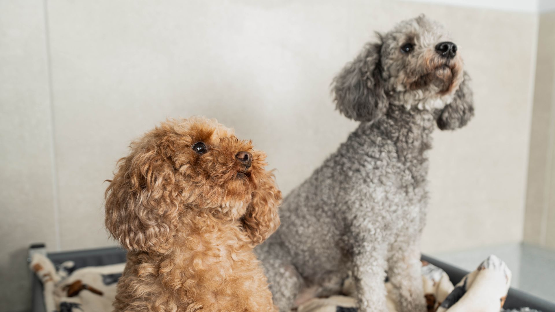 Harfields Pet Retreat Southampton Luxury Boarding Kennels