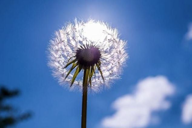 Dandelion