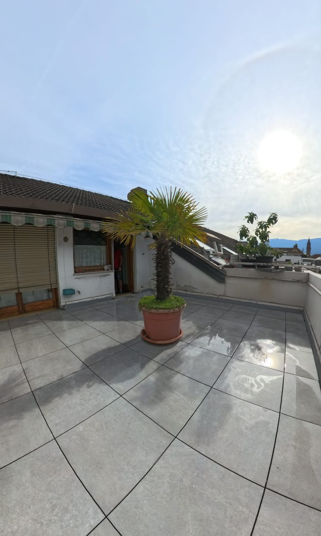 Terrazza panoramica con pavimento piastrellato, palma in vaso e vista parziale sugli edifici contro un cielo soleggiato.