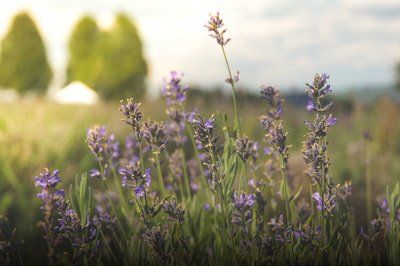 A field of lavender flowers with trees in the background