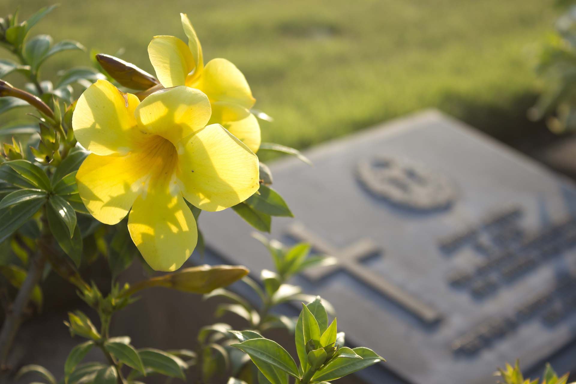 A yellow flower is growing on a grave with a cross in the background.