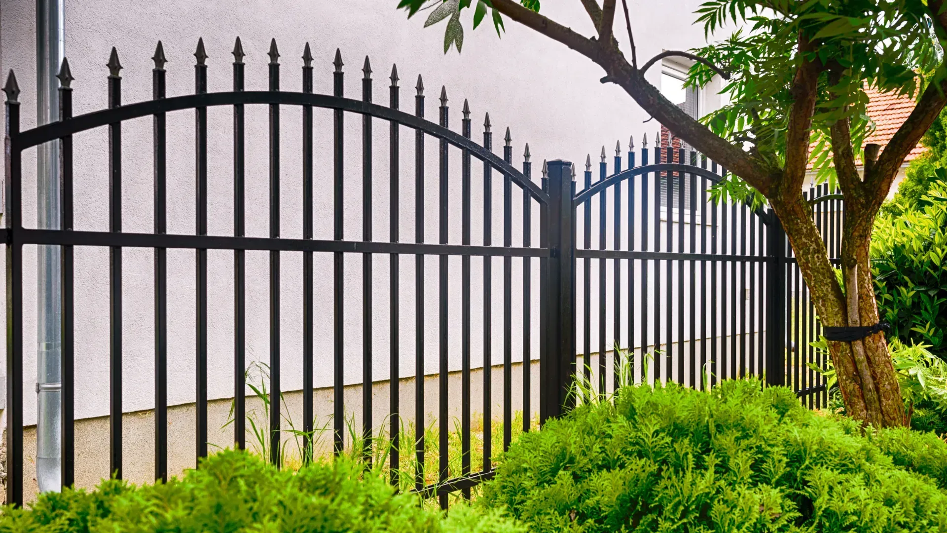 Black metal fence with arched top, surrounding a green shrub and a tree.