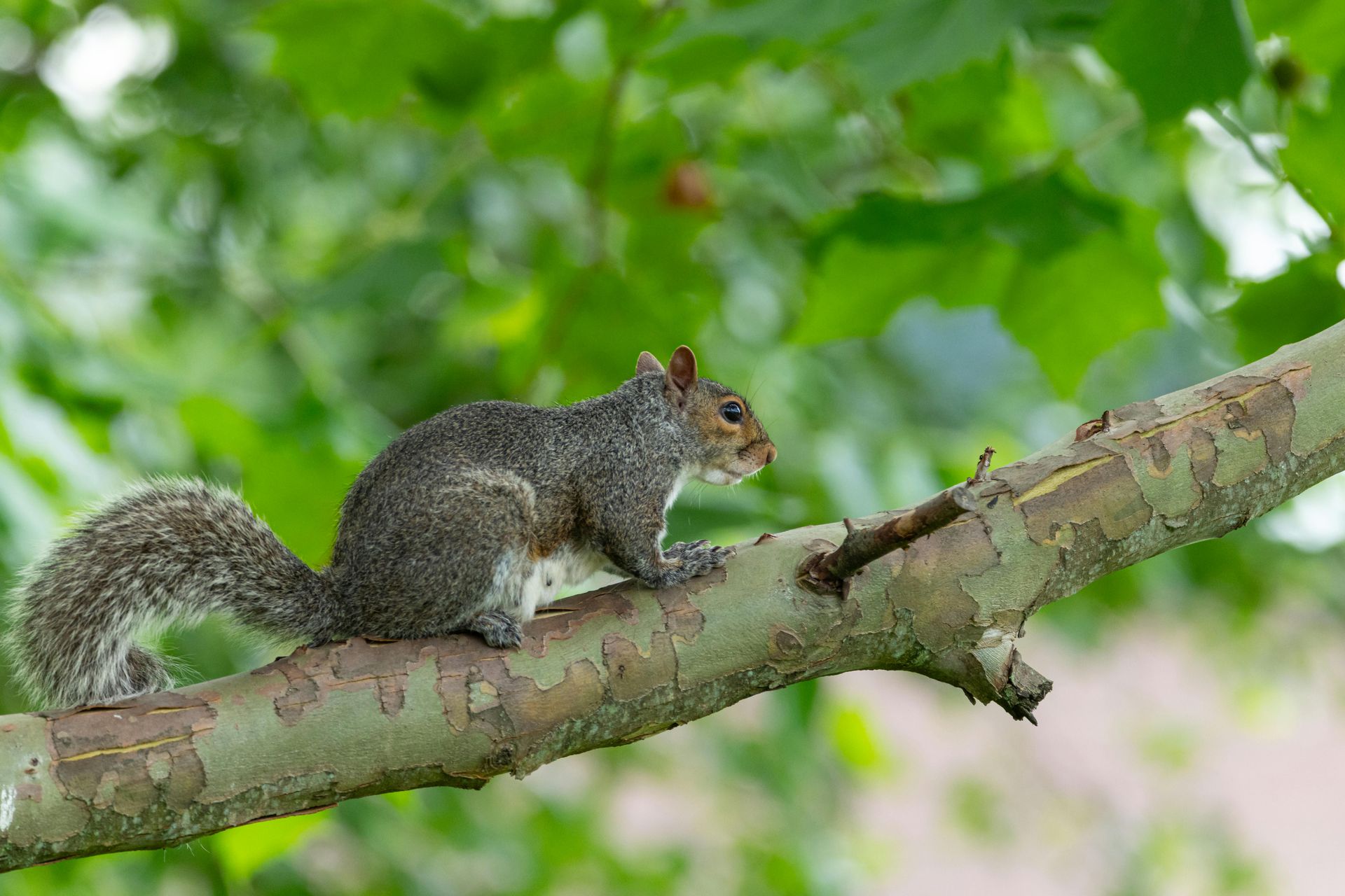 Gray squirrel on a tree branch against a green leafy background