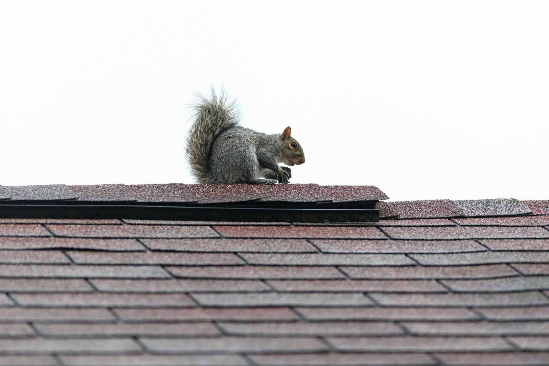 Gray squirrel on a shingled roof against a white sky