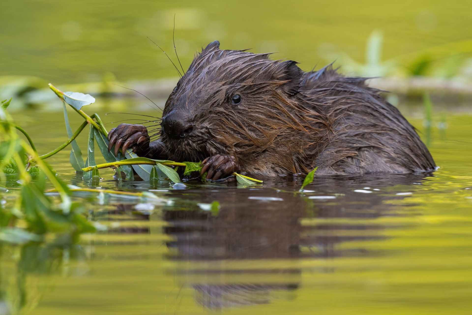 Beaver & Groundhog Removal