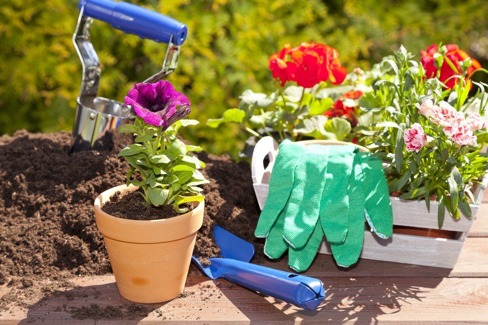 Freshly Potted Plant & Gardening Tools