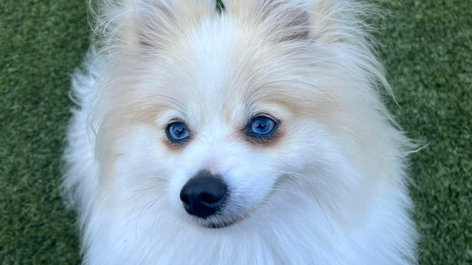 A White Pomeranian Dog With Blue Eyes Is Looking At The Camera — Forster Tuncurry Boarding Kennels & Cattery In Old Bar, NSW