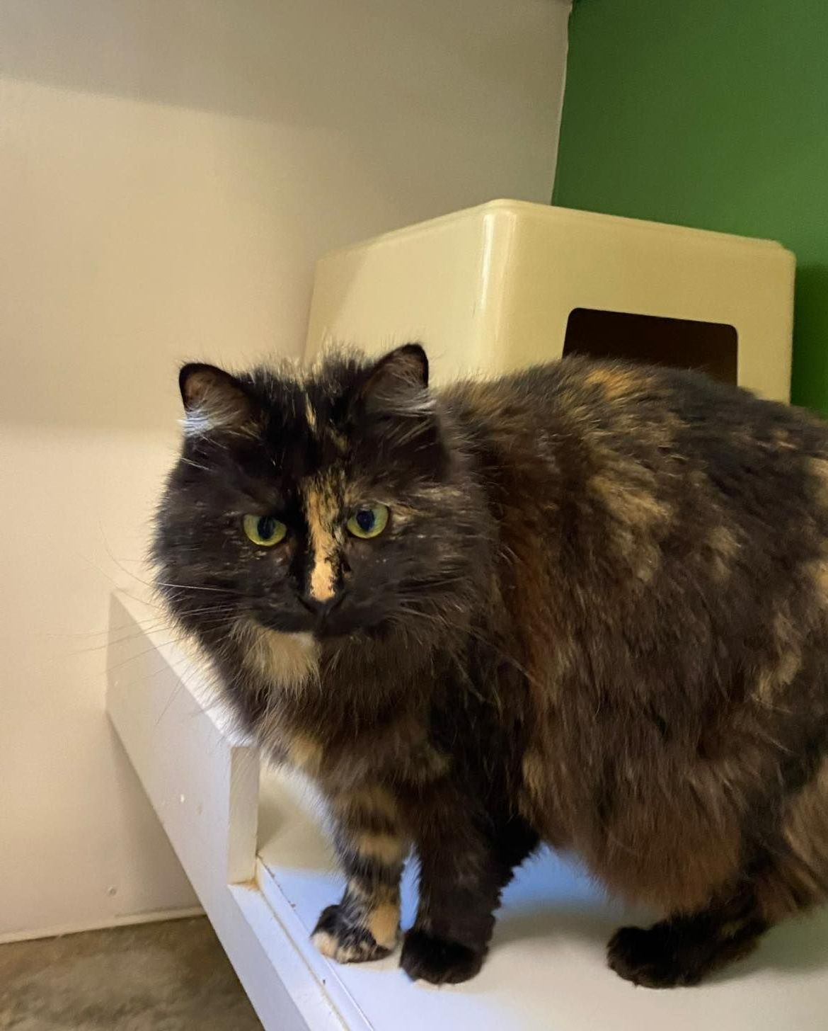 A Calico Cat Is Standing On A Shelf Next To A Litter Box — Forster Tuncurry Boarding Kennels & Cattery In Failford, NSW