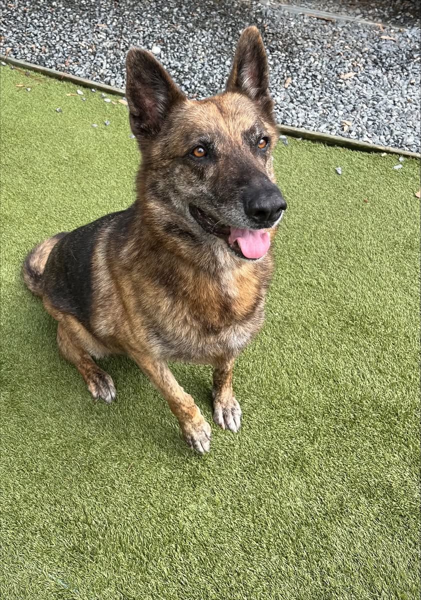 A Woman Is Holding A Dog On Its Hind Legs In A Yard — Forster Tuncurry Boarding Kennels & Cattery In Failford, NSW