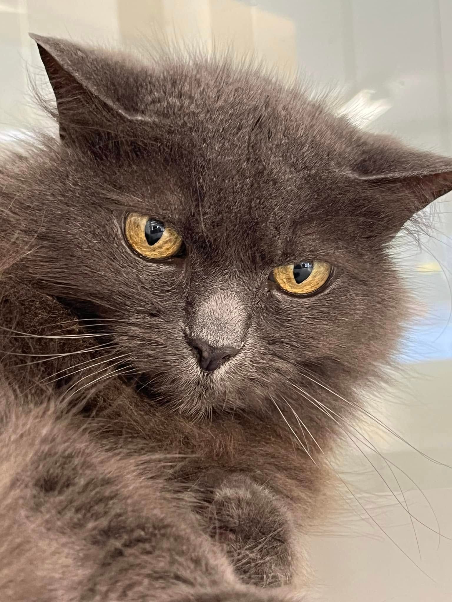 A Close Up Of A Gray Cat With Yellow Eyes Looking At The Camera — Forster Tuncurry Boarding Kennels & Cattery In Failford, NSW