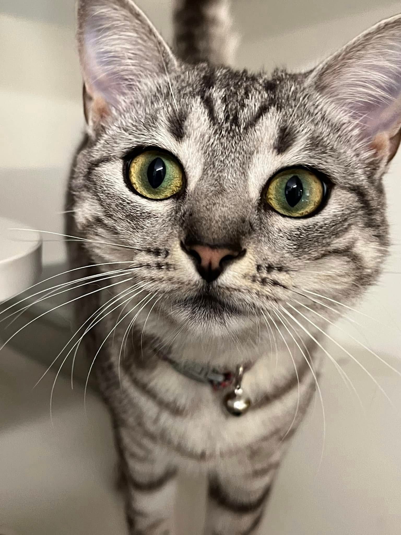 A Close Up Of A Cat With Green Eyes Looking Up At The Camera — Forster Tuncurry Boarding Kennels & Cattery In Failford, NSW