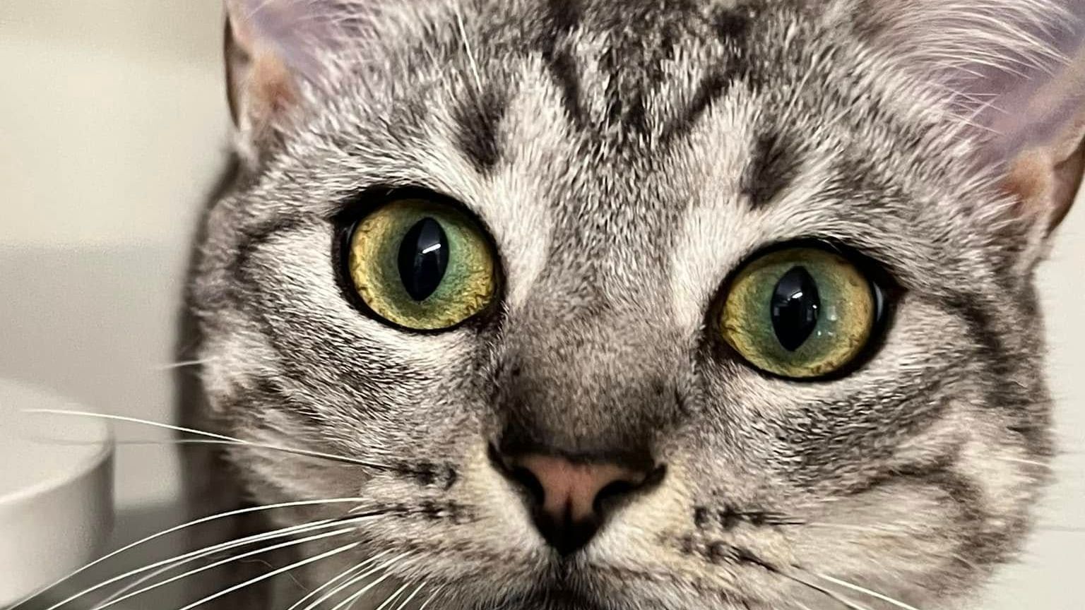A Close Up Of A Cat 's Face With Green Eyes Looking At The Camera — Forster Tuncurry Boarding Kennels & Cattery In Nabiac, NSW