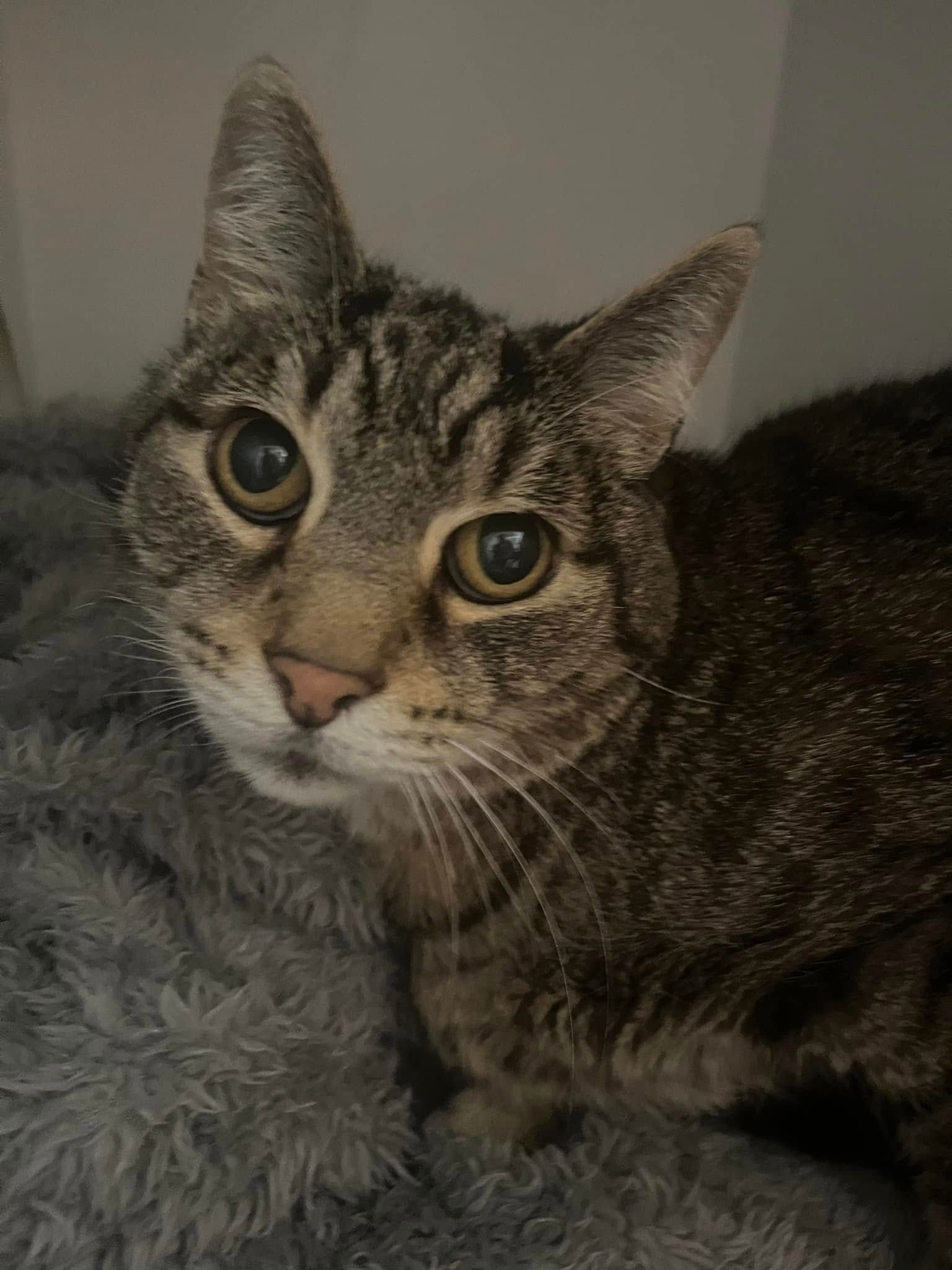 A Cat Is Laying On A Blanket And Looking At The Camera — Forster Tuncurry Boarding Kennels & Cattery In Failford, NSW
