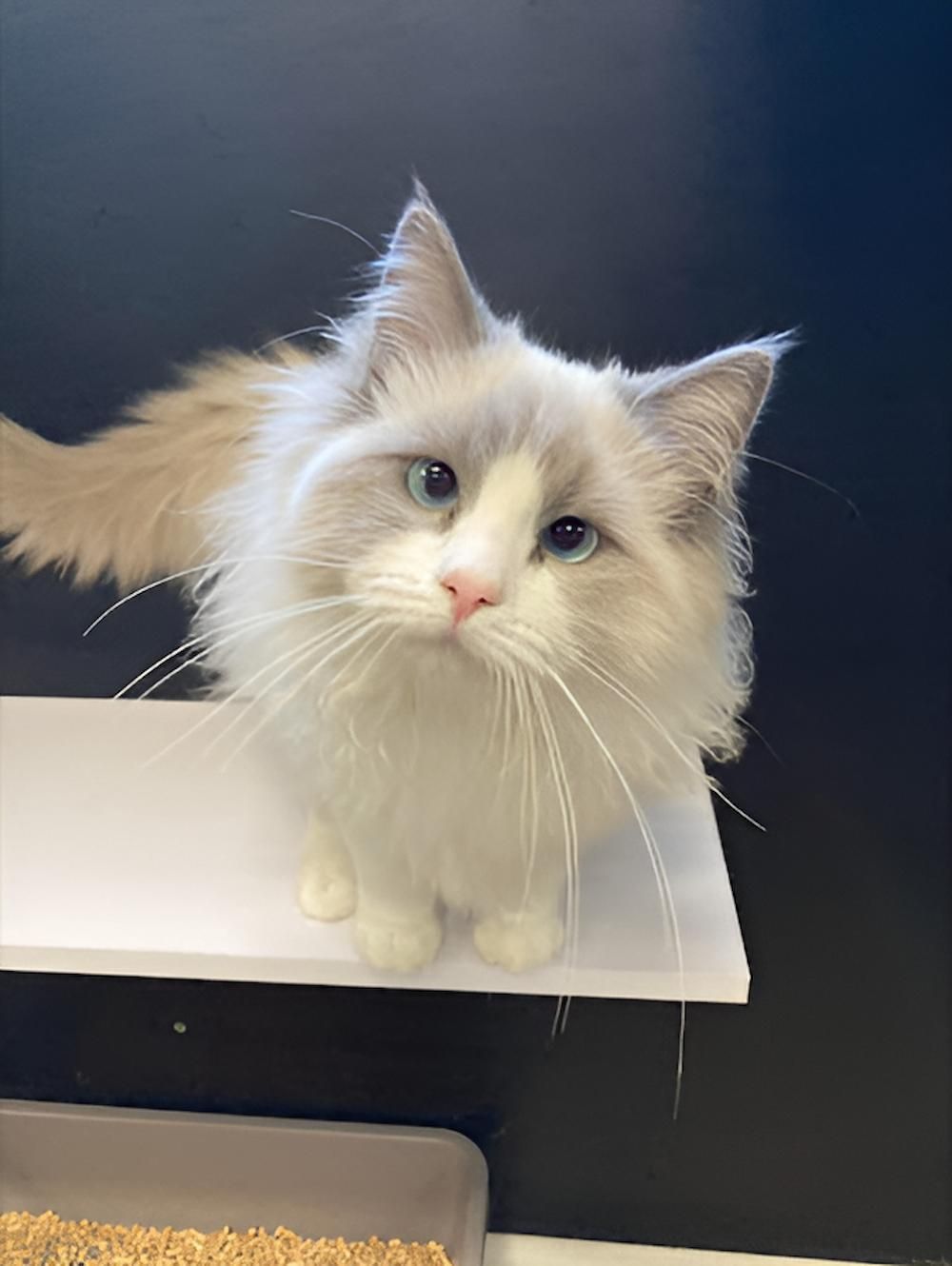 A Fluffy White Cat is Sitting on Top of a White Shelf — Forster Tuncurry Boarding Kennels & Cattery In Failford, NSW