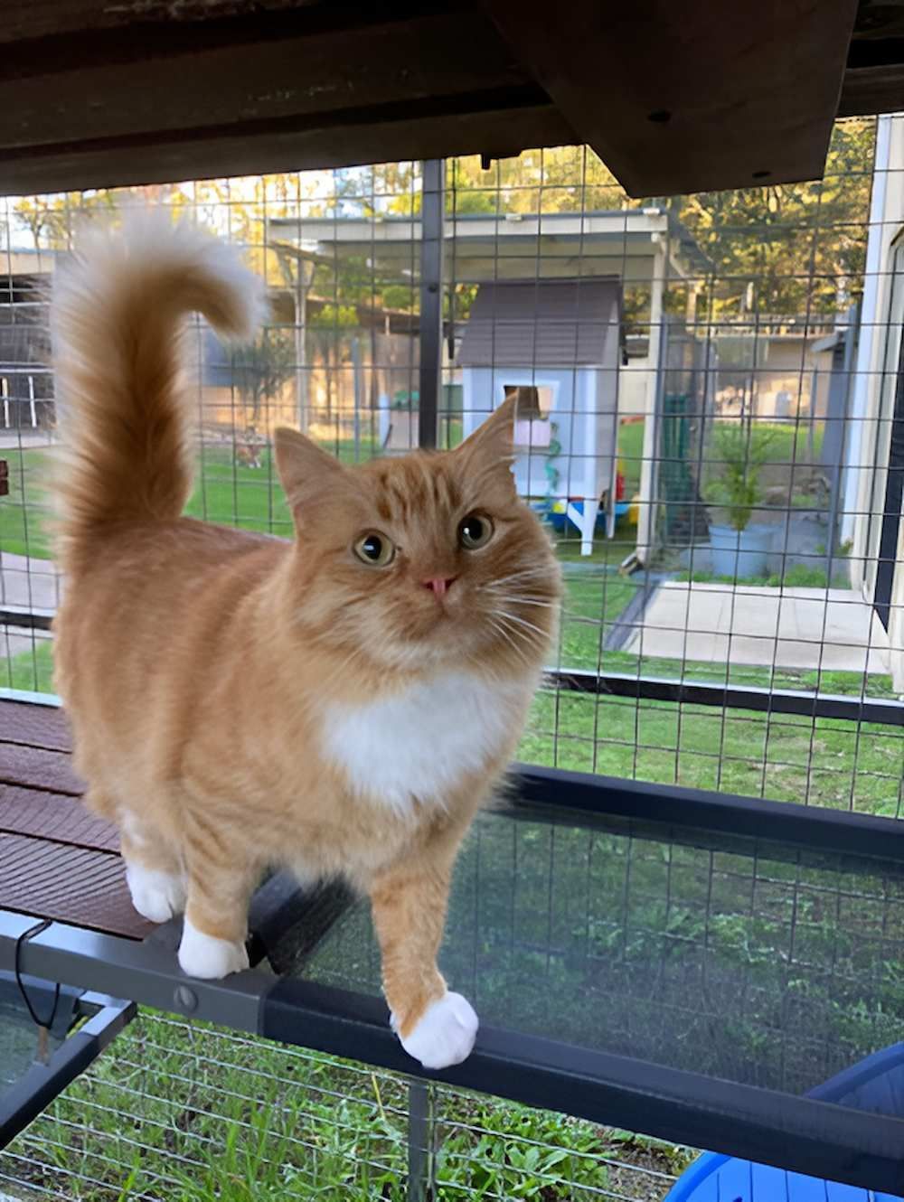An Orange and White Cat is Standing on a Table in a Cage — Forster Tuncurry Boarding Kennels & Cattery In Failford, NSW