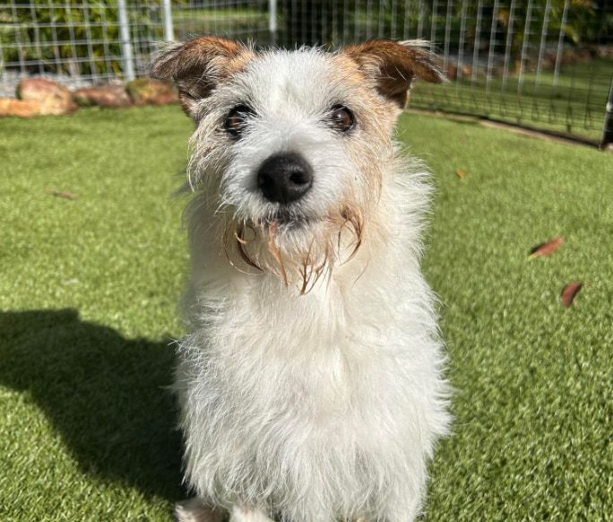 A Small White And Brown Dog Is Sitting On Top Of A Lush Green Field — Forster Tuncurry Boarding Kennels & Cattery In Nabiac, NSW