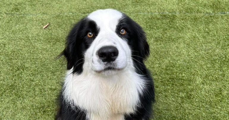 A Black And White Dog Is Sitting On The Grass And Looking At The Camera — Forster Tuncurry Boarding Kennels & Cattery In Failford, NSW