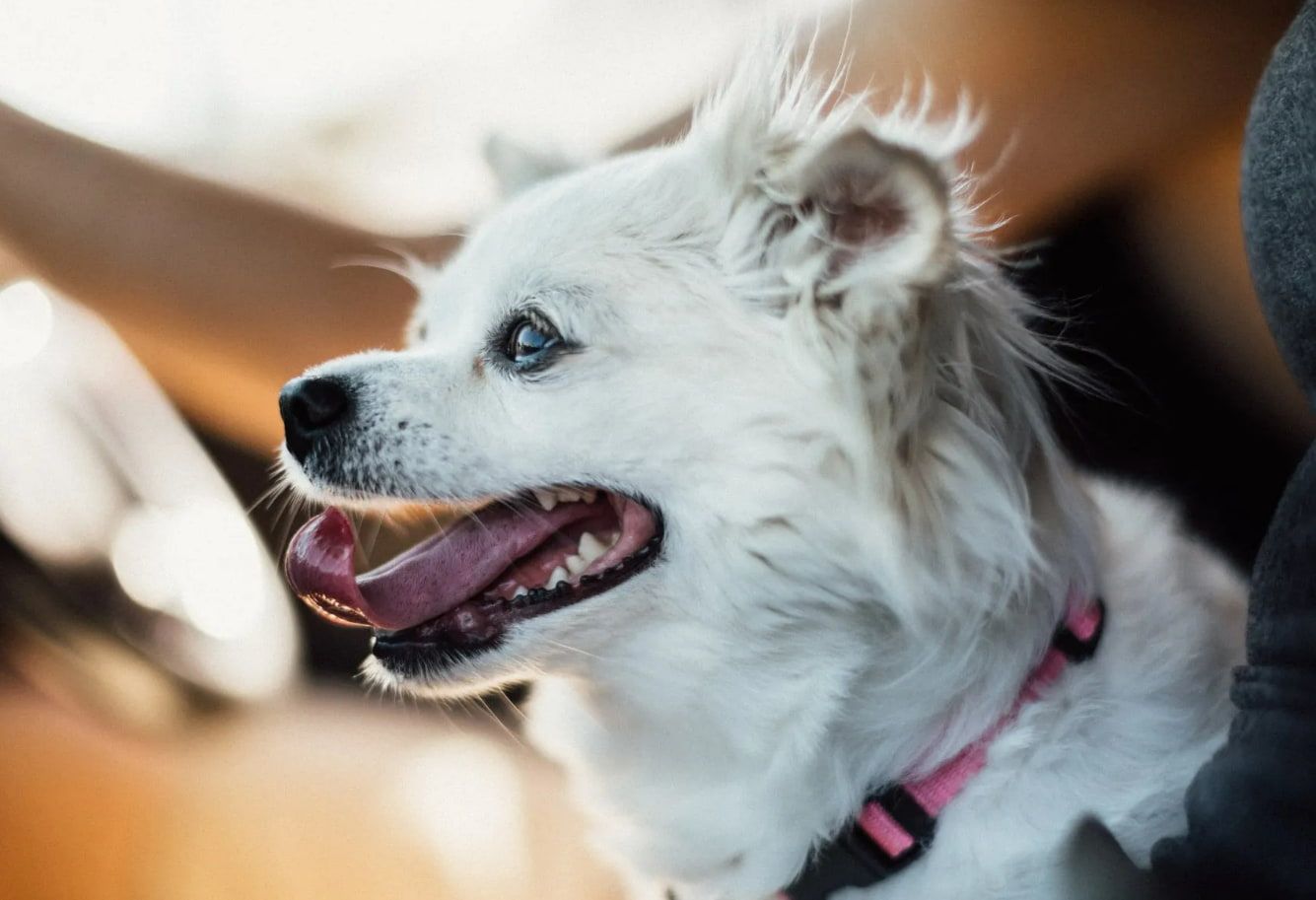 A Small White Dog With A Pink Collar Is Sitting In A Car With Its Mouth Open — Forster Tuncurry Boarding Kennels & Cattery In Failford, NSW