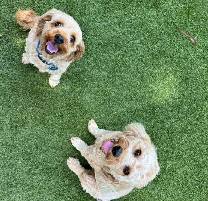 Two Dogs Are Sitting On Top Of A Lush Green Field And Looking Up At The Camera — Forster Tuncurry Boarding Kennels & Cattery In Failford, NSW