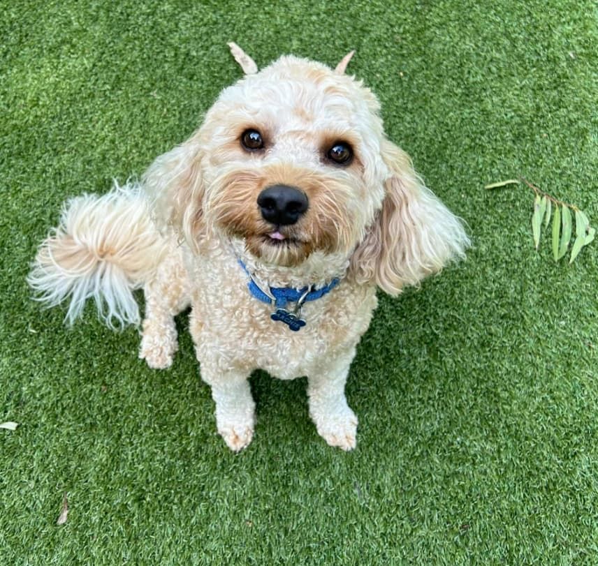 A Small Dog Is Standing On A Lush Green Field And Looking Up At The Camera — Forster Tuncurry Boarding Kennels & Cattery In Old Bar, NSW