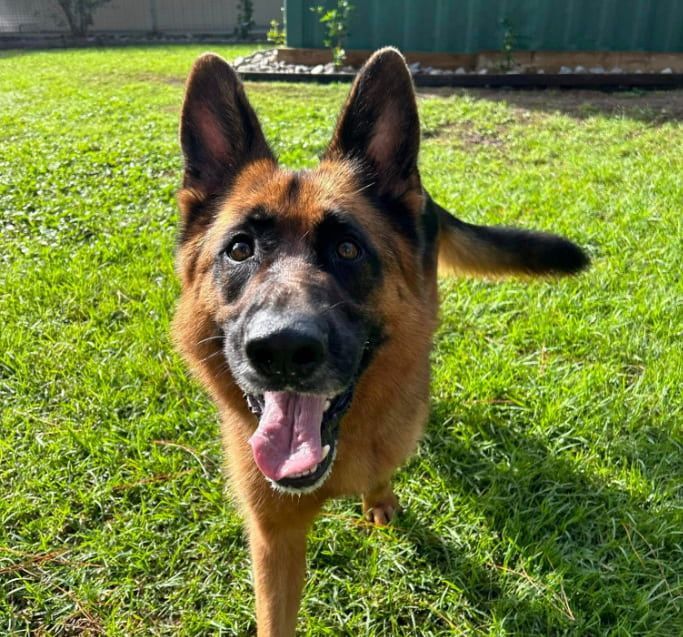 A German Shepherd Dog Is Standing In The Grass With Its Tongue Hanging Out — Forster Tuncurry Boarding Kennels & Cattery In Failford, NSW