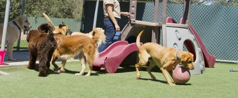 A Woman is Playing With a Group of Dogs in a Playground — Forster Tuncurry Boarding Kennels & Cattery In Failford, NSW