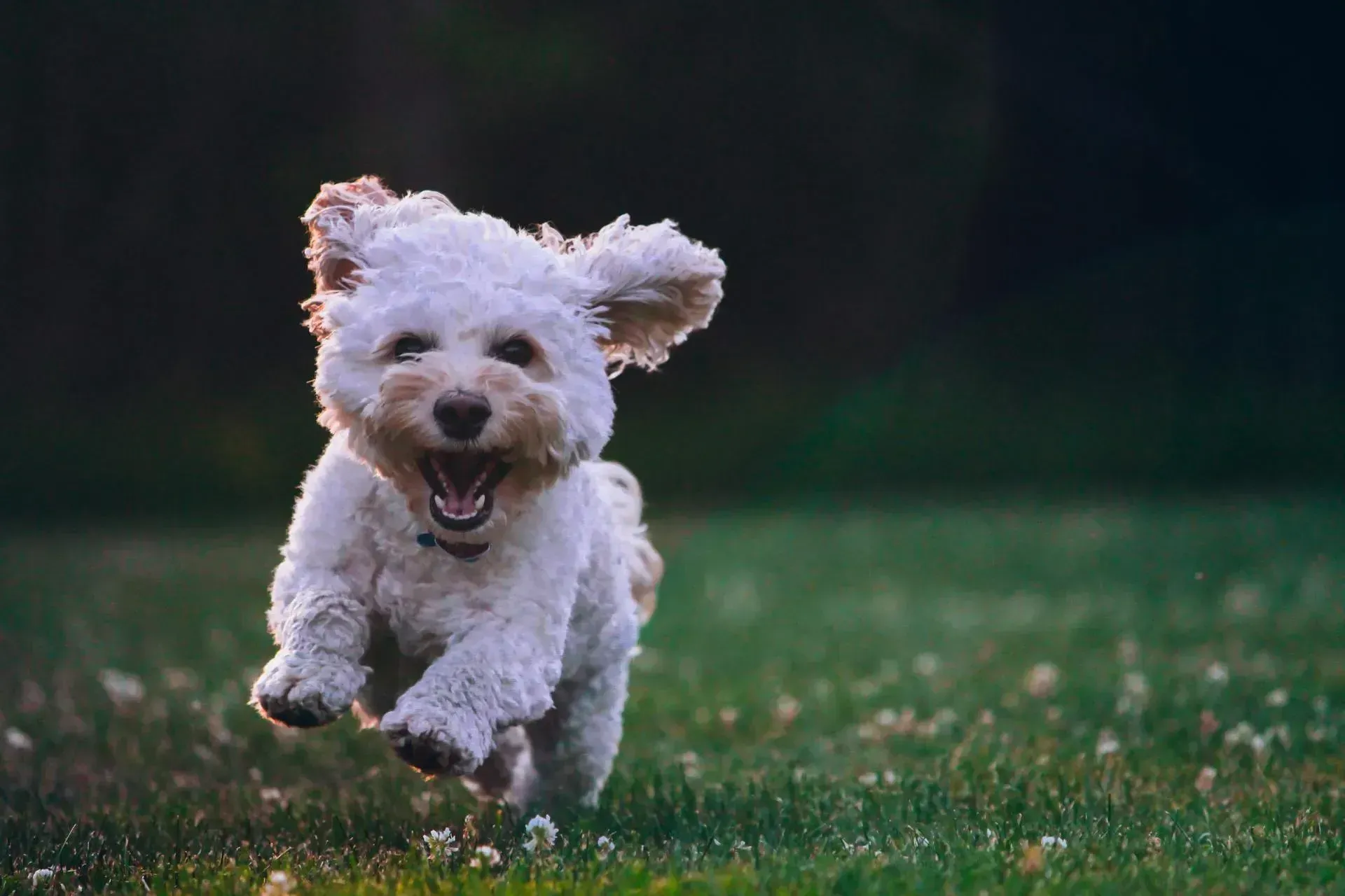 A Small White Dog Is Standing On Top Of A Lush Green Lawn — Forster Tuncurry Boarding Kennels & Cattery In Failford, NSW