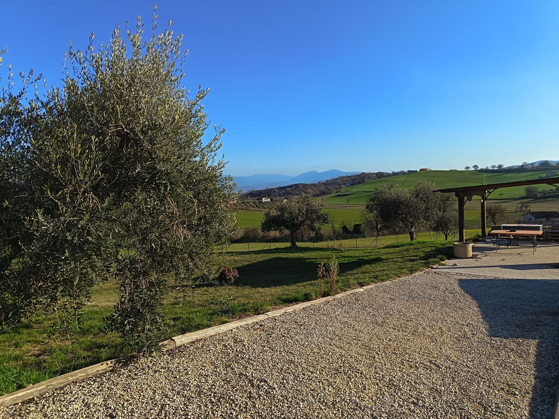 Un sentiero di ghiaia conduce a degli ulivi in un campo verde e soleggiato