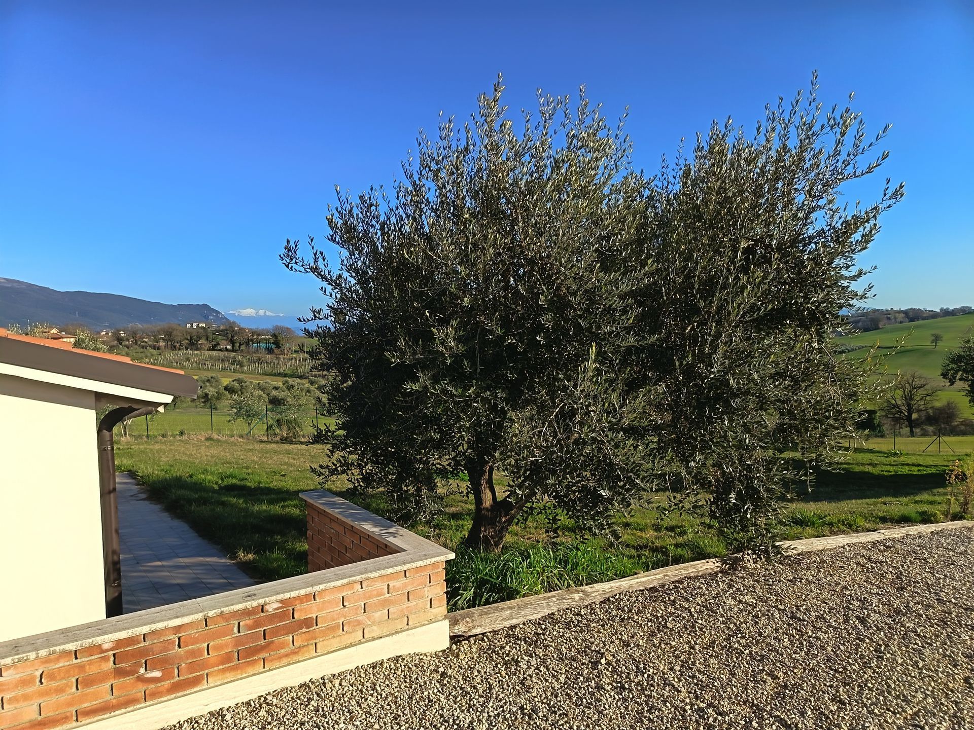 Una vista di ulivi accanto a un muro di mattoni e a una zona ghiaiosa, con dolci colline verdi e montagne sullo sfondo.