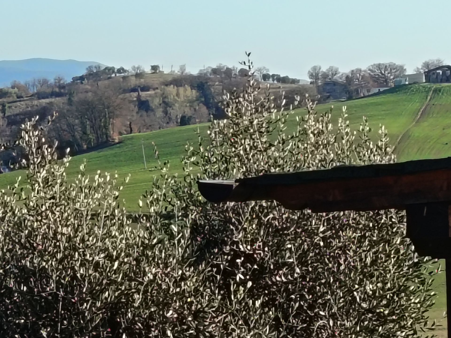 Un paesaggio verdeggiante e collinare con alberi e un ulivo in primo piano, sotto un cielo azzurro limpido e luminoso.