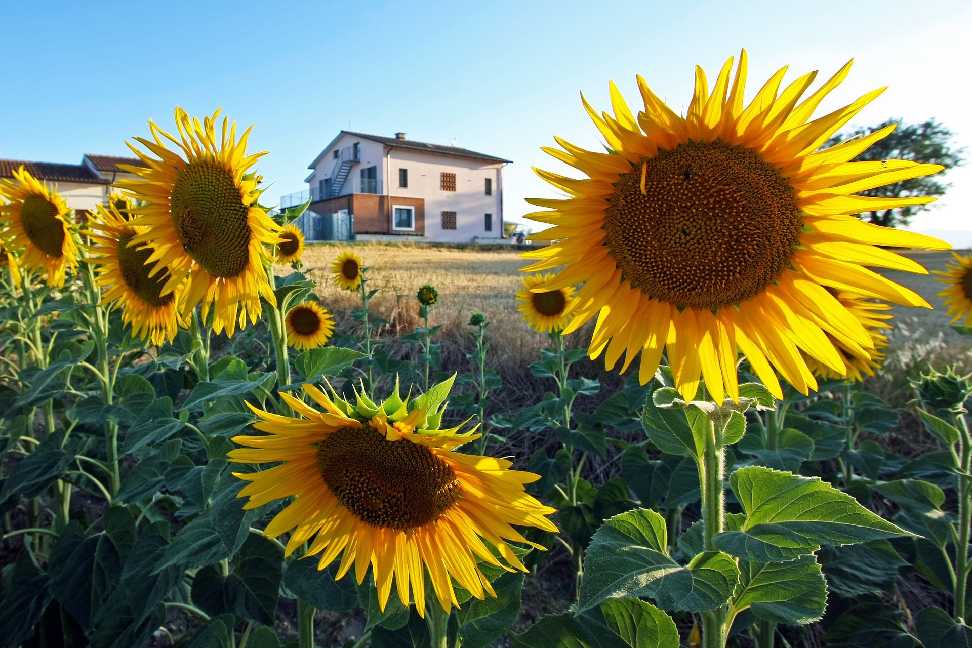 Giardino lussureggiante di La Collina del Girasole con ulivi e zone ombreggiate