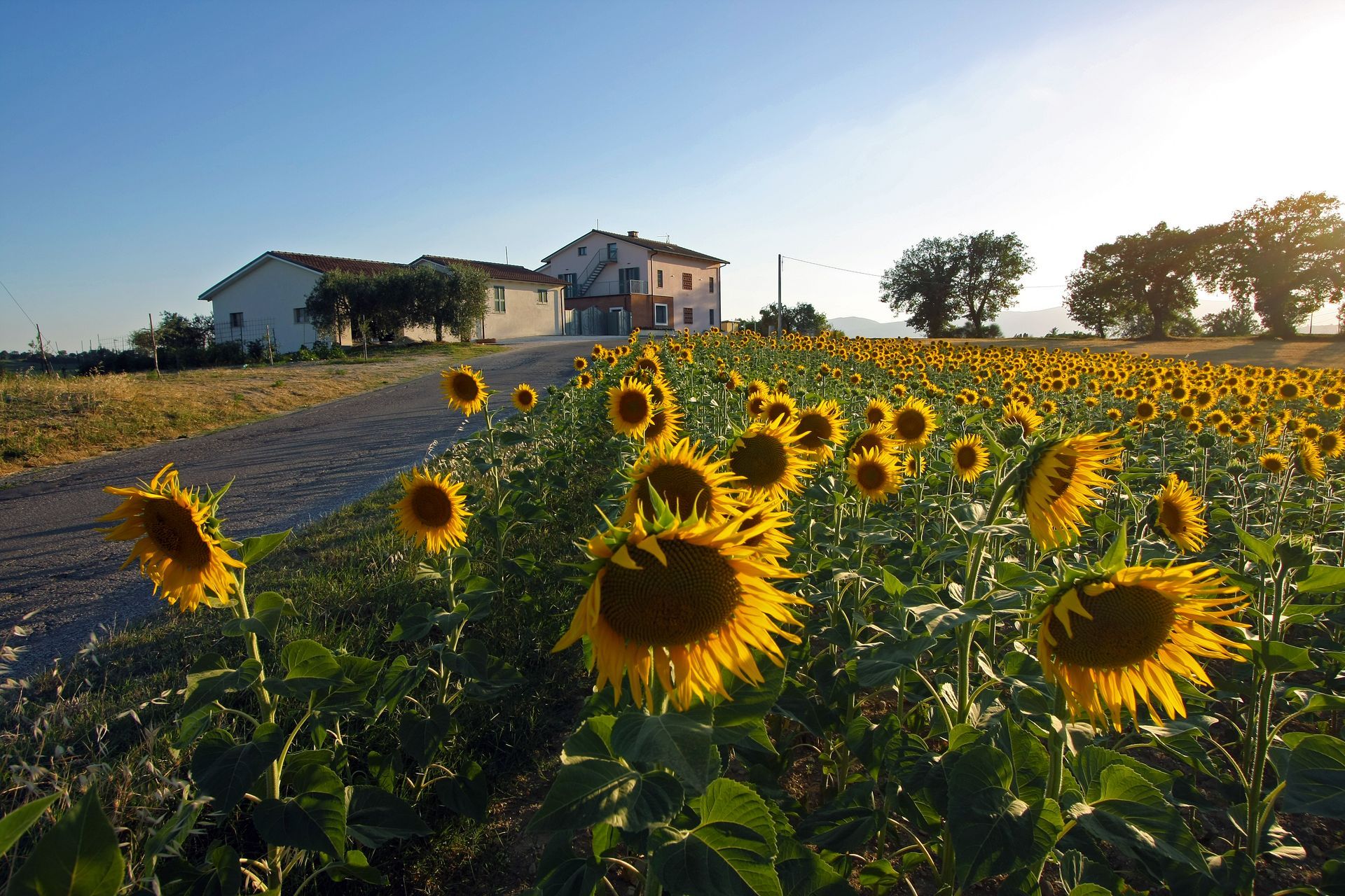 Un vasto campo di girasoli gialli in fiore si estende verso una casa di campagna sotto un cielo azzurro brillante.