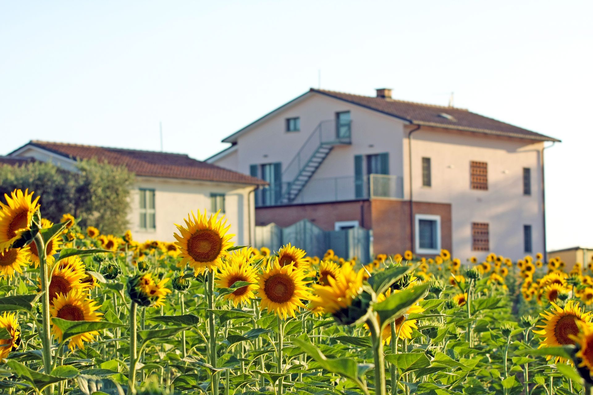Un campo di girasoli giallo brillante in piena fioritura di fronte a due edifici beige, sotto un cielo limpido.