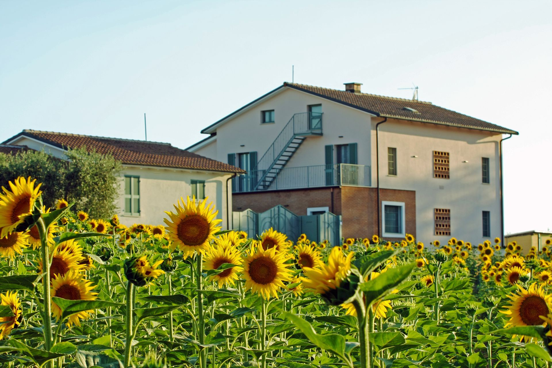 Un campo di girasoli giallo brillante in piena fioritura di fronte a due edifici residenziali bianchi