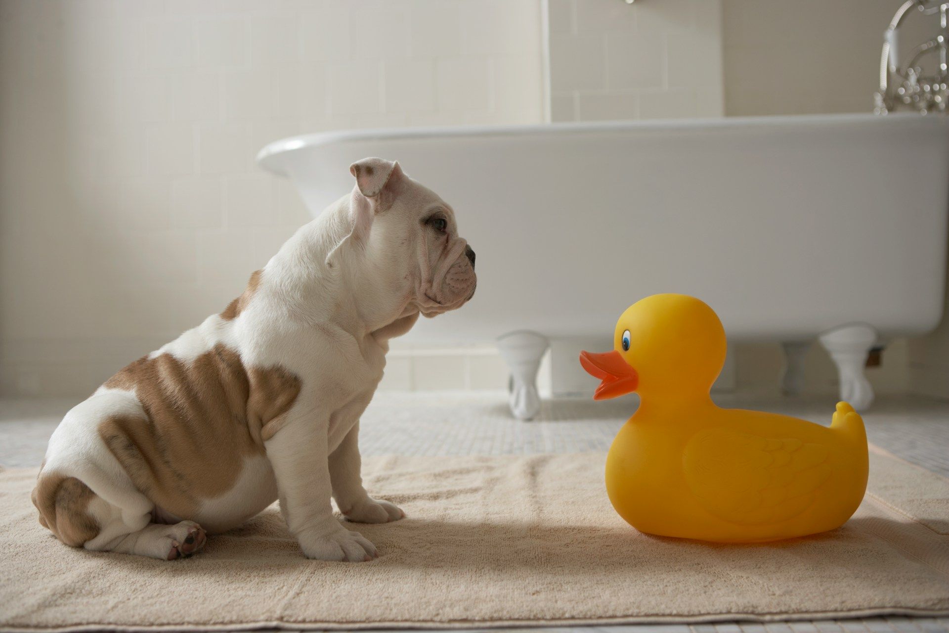 dog in bathroom 